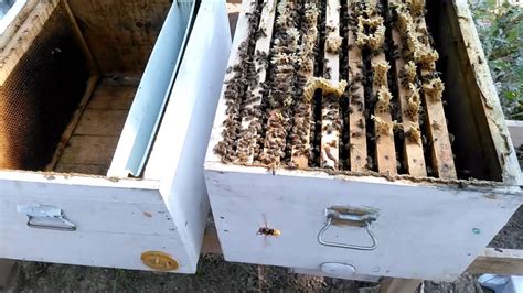 arı bölme videoları